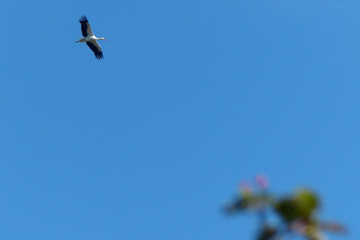 Storch über Meiningsen