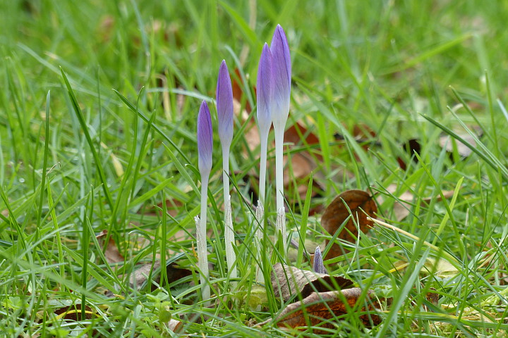 Krokusse in einem Meiningser Garten.