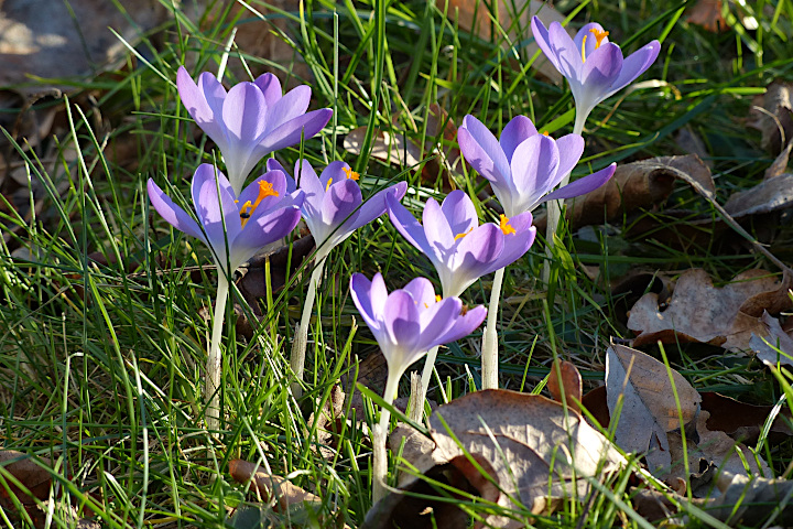 Krokusse in einem Meiningser Garten