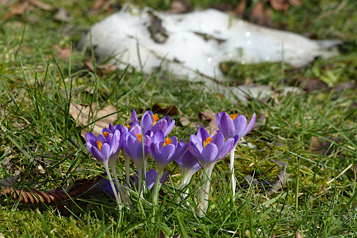 Krokusse als Frühlingsboten in Meiningsen