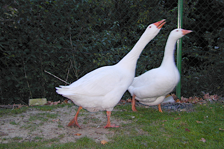 Gänse