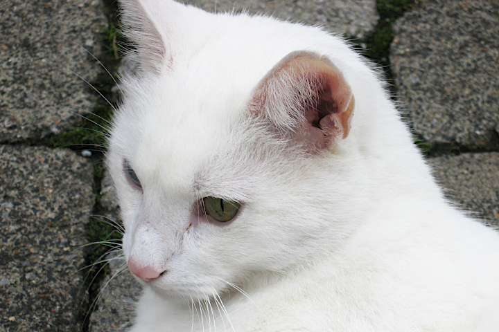 eine schöne Meiningser Katze