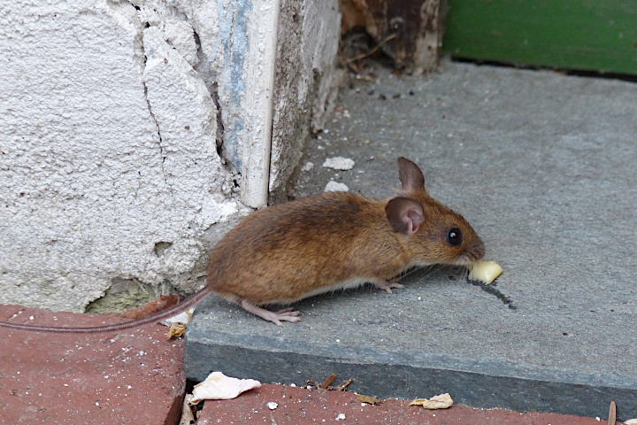 schönes Meiningser Katzenfutter