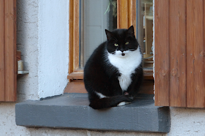 eine schöne Meiningser Katze