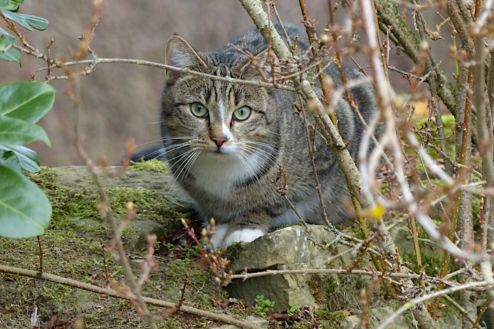 eine schöne Meiningser Katze