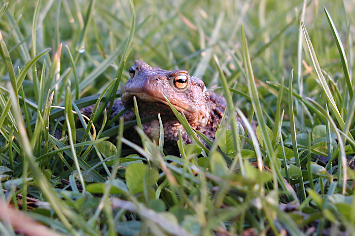 Kröte im Gras