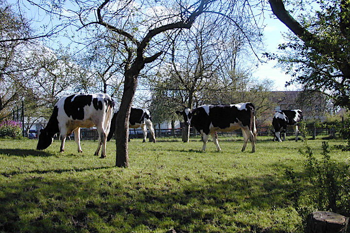 die letzten "Mohikaner" auf Müllers Obstwiese