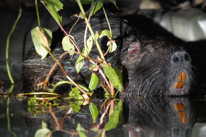 das Meiningser Nutria "Berta"