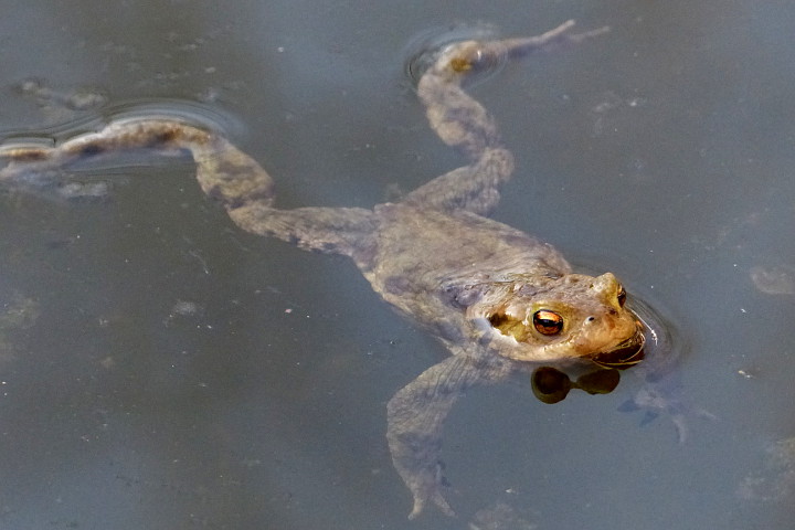 eine glückliche Kröte in einem Meiningser Teich