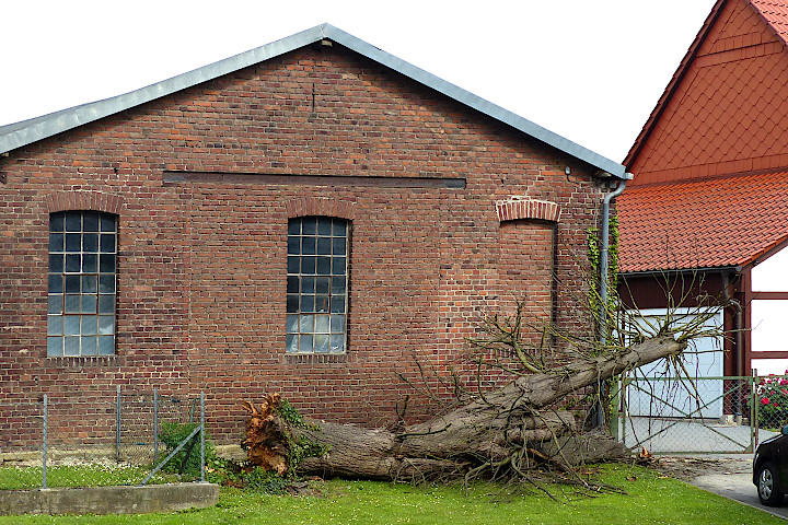 die Linde nach dem Fall